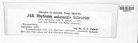 Rhytisma autumnale image